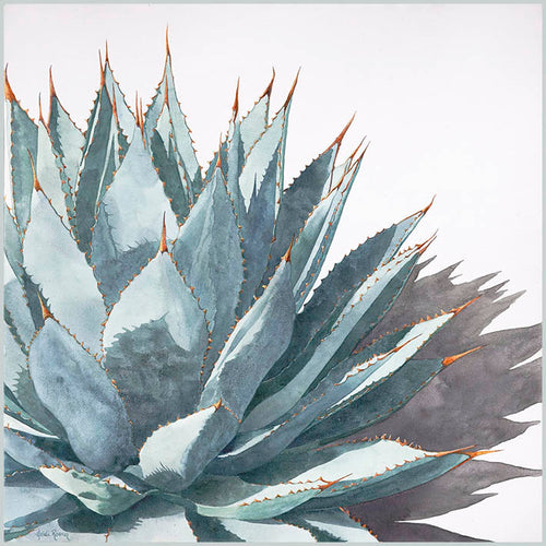 The "Clarity" watercolor painting by Heidi Rosner. It features an agave against a white background with a long shadow