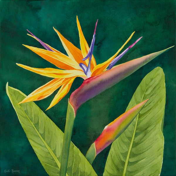 Paradise Found | Bird of Paradise watercolor - Heidi Rosner Fine Art