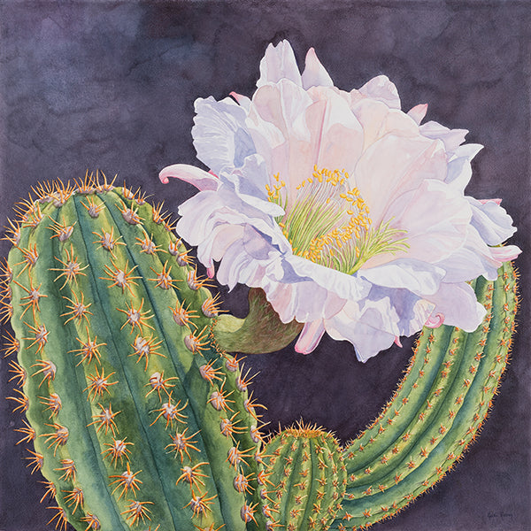 cactus watercolor Purple Passion - Cactus Watercolor Painting
