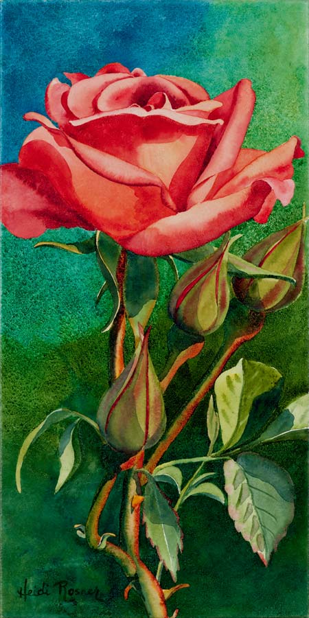 Rosebud - Heidi Rosner Fine Art