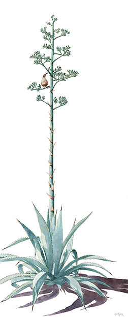 5 'O Clock Shadow is a watercolor painting by Heidi Rosner. It features an agave with a pannicle and a bird on the branch. The background is white. The plant is casting a shadow.