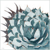 The "A Different Perspective" watercolor painting from Heidi Rosner. It features a view from above of an agave with a cast shadow. The background is white.