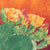 A watercolor painting by Heidi Rosner. It features two green prickly pear pads. It has many flower buds, with several in bloom. The background is an orange watercolor pattern.