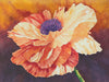 The "Brilliance" watercolor painting by Heidi Rosner. It features a vibrant oriental poppy.