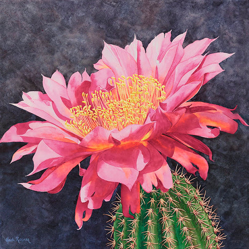 A watercolor painting by Heidi Rosner. It features a torch cactus with a large vibrant pink flower. The background is abstract watercolor pattern of dark purple.