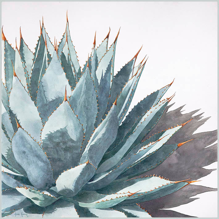 The "Clarity" watercolor painting by Heidi Rosner. It features an agave against a white background with a long shadow