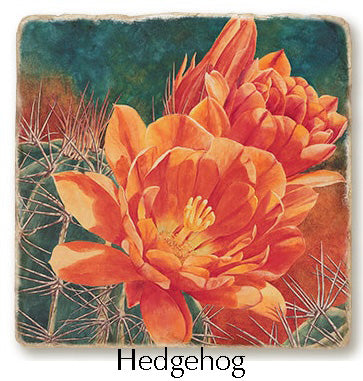 The "Hedgehog" coaster or trivet featured flat. The image is a watercolor painting of a hedgehog cactus in bloom. 