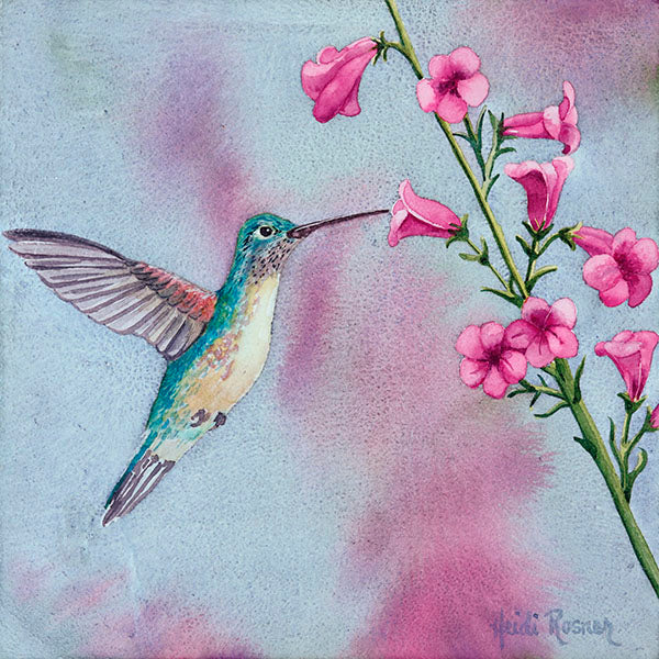 A watercolor painting by Heidi Rosner featuring a profile of a hummingbird feeding from a penstemon flower