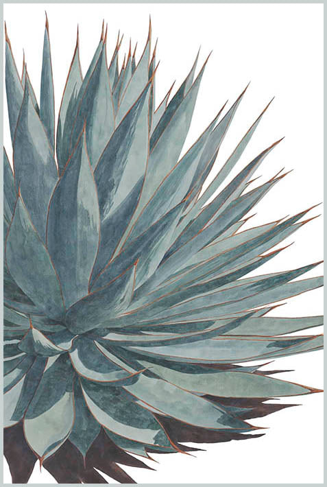 The "Maturity" watercolor painting by Heidi Rosner. The painting features a Blue Glow Agave at an angle. The background is white.