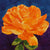 The "Orange Crush" watercolor painting by Heidi Rosner. It features a blooming orange rose against a dark purple watercolor background.