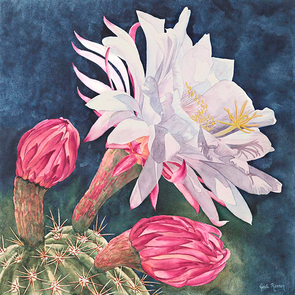 A watercolor painting by Heidi Rosner. It features the top of a cereus cactus with several flower buds. One is in full bloom with a large white flower. The background is a dark blue watercolor pattern.