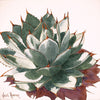 The "Serenity Agave Mini 2" watercolor painting. it features a Parryi agave.