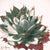 The "Serenity Agave Mini 2" watercolor painting. it features a Parryi agave.