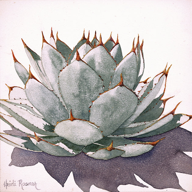 The "Serenity Agave Mini 3" watercolor painting. it features a Parryi agave.