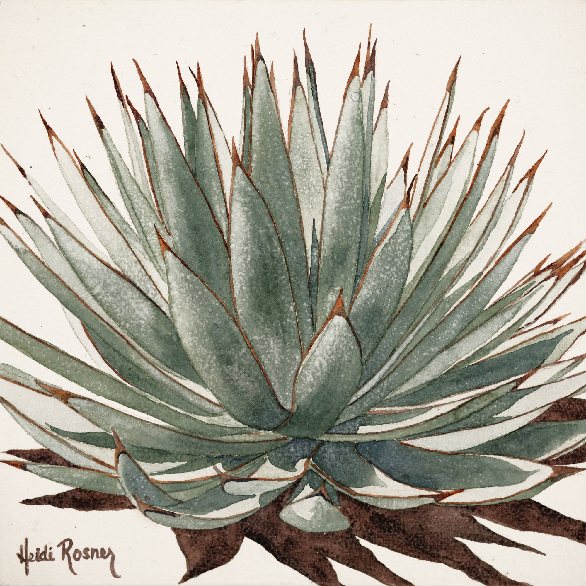 The "Serenity Agave Mini 4" watercolor painting. it features a Parryi agave.