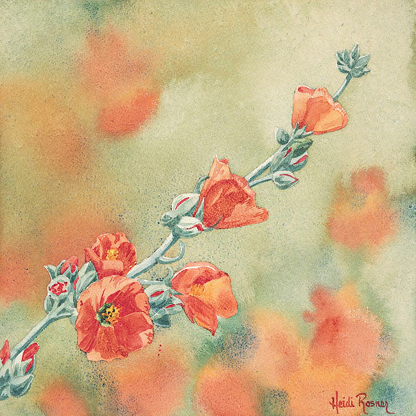 A watercolor painting by Heidi Rosner, featuring a blooming orange globemallow. The background is a watercolor pattern in green and orange.