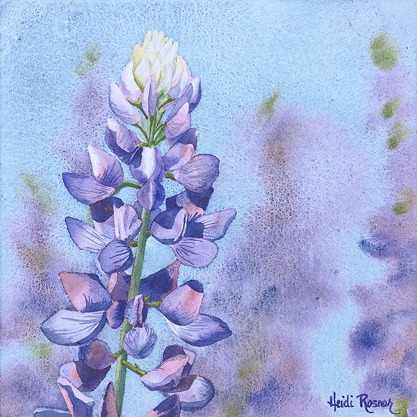A watercolor painting by Heidi Rosner, featuring a purple lupine flower against a blue watercolor background