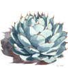 Symmetry I by Heidi Rosner is a watercolor painting of an agave. The plant is against a white background with a slight cast shadow to the left.