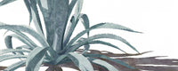 Part of the "Transformation" watercolor painting by Heidi Rosner. It features an agave against a white background. 