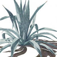 Part of the "Transformation" watercolor painting by Heidi Rosner. It features an agave against a white background. 