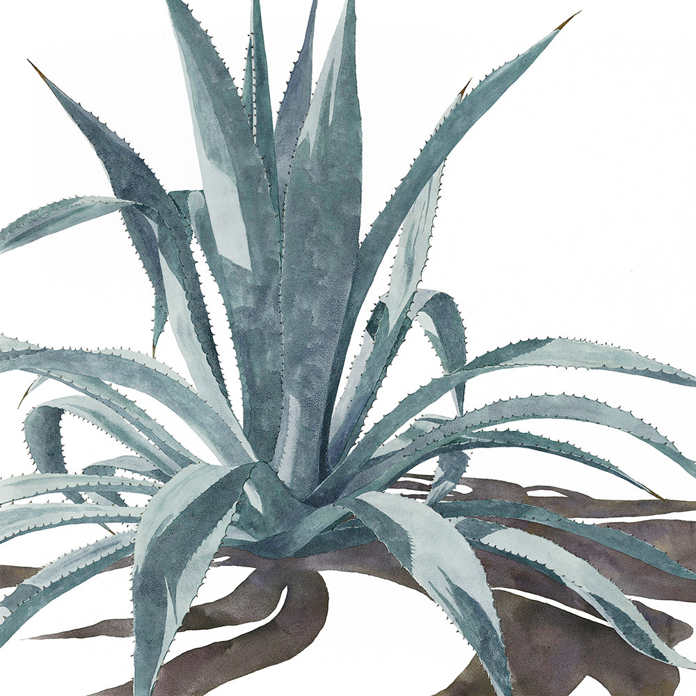 Part of the "Transformation" watercolor painting by Heidi Rosner. It features an agave against a white background. 