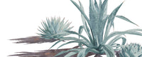 The "Zen Garden" watercolor painting by Heidi Rosner. It features 3 agaves.