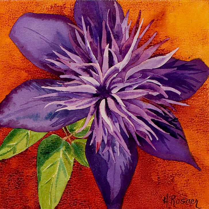 Clematis