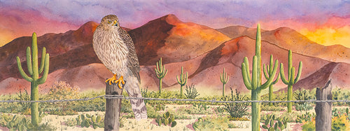 Cooper's Sunset is a watercolor painting by Heidi Rosner that features a Cooper's hawk perched on a fence in a Southwestern landscape