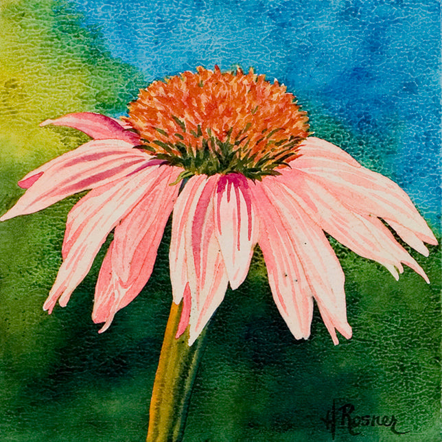 Echinacea