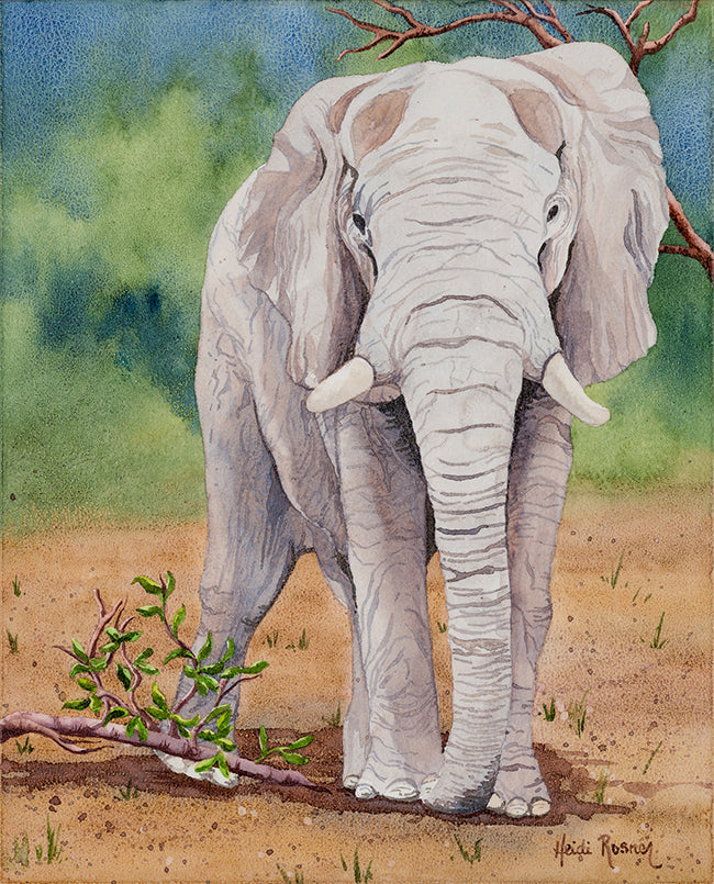 Elephant