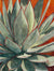 The watercolor painting Desert Copper. The painting features an agave with broad leaves with copper sides and tips