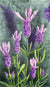 The watercolor painting Lavender. The painting features a blooming Spanish lavender plant