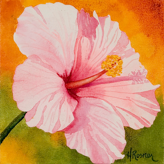 Hibiscus