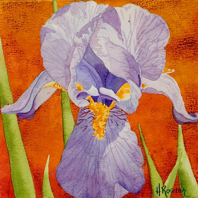 Iris