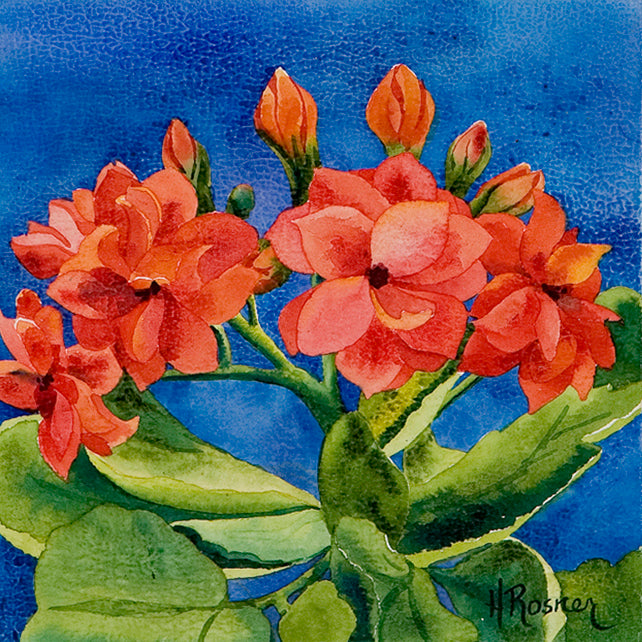 Kalanchoe