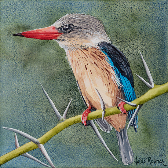 Kingfisher