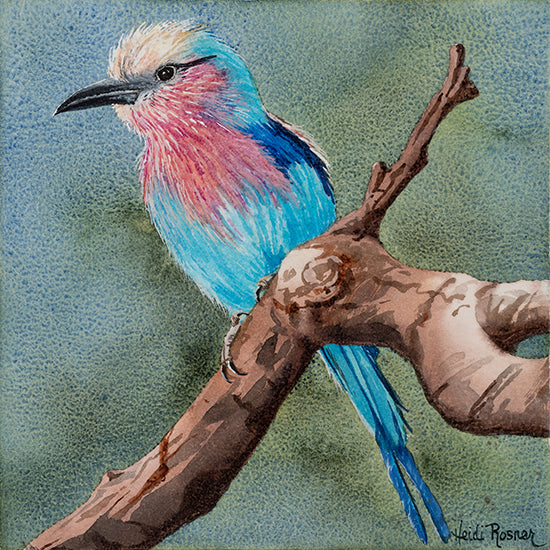 Lilac Breasted Roller