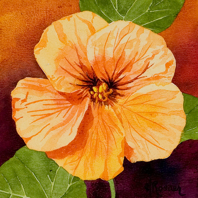 Nasturtium