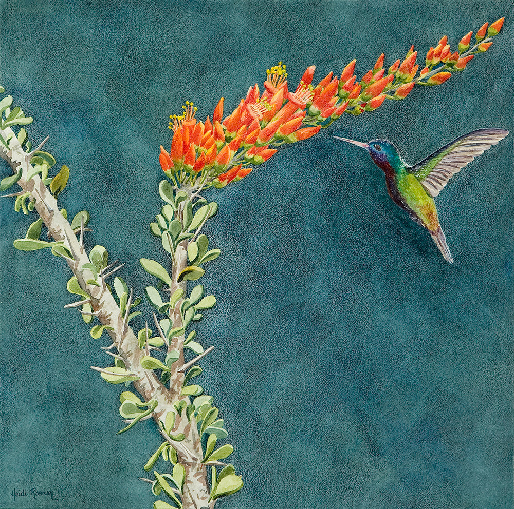 Ocotillo Hummer