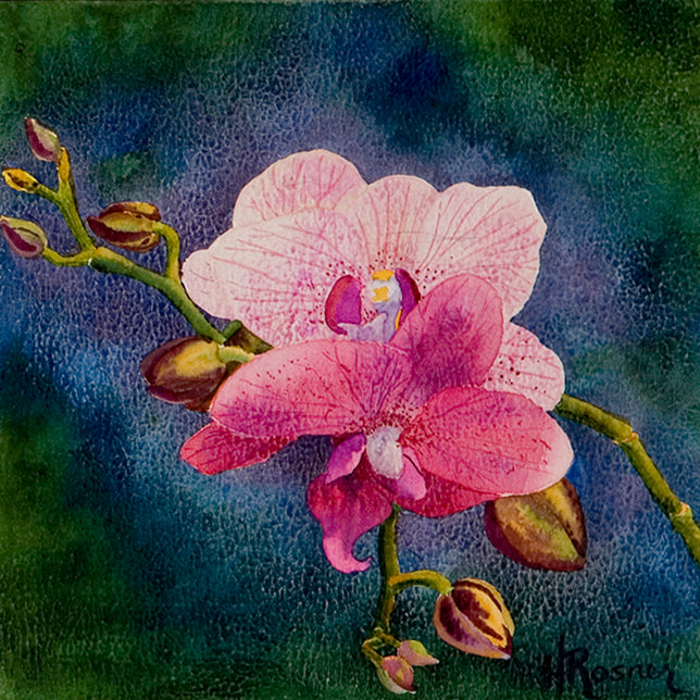 Orchid