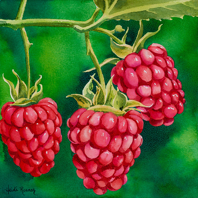 Raspberry Raspberry Fruit Painting Heidi Rosner Fine Art