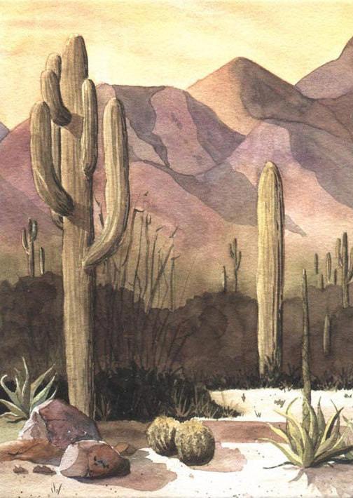 Saguaro Sunset II