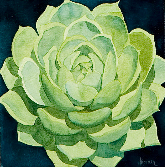 Succulent II