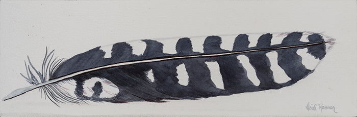 Tailfeather (Gila Woodpecker)