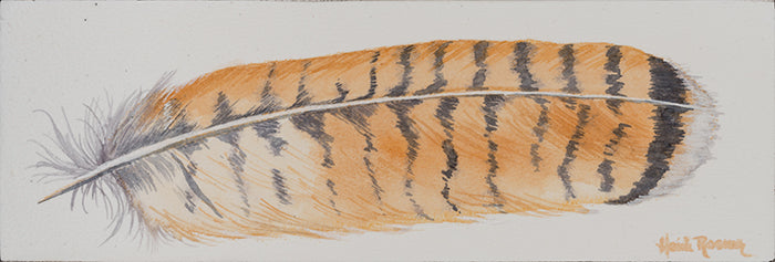 Tailfeather (Red Tail Hawk)