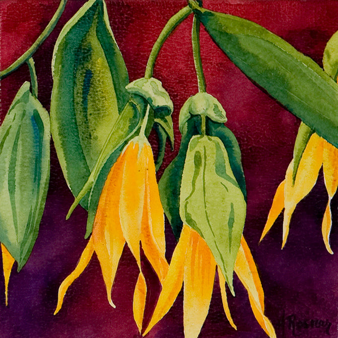 Uvularia Grandiflora