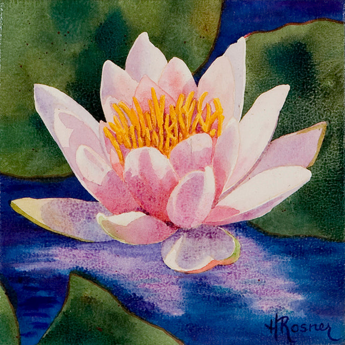 Water Lily