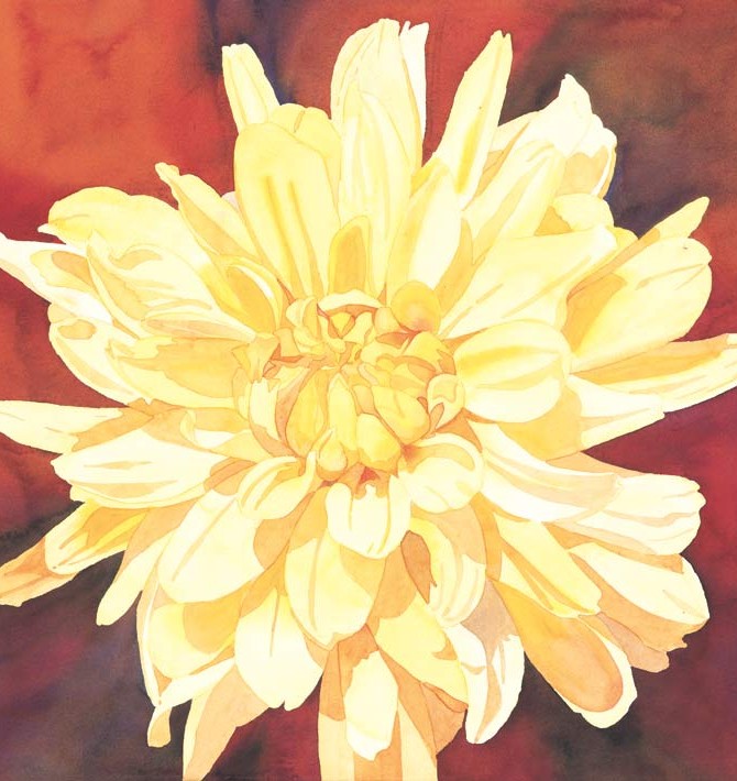 Yellow Dahlia
