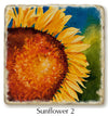 Closeup of the Sunflower 2 coaster